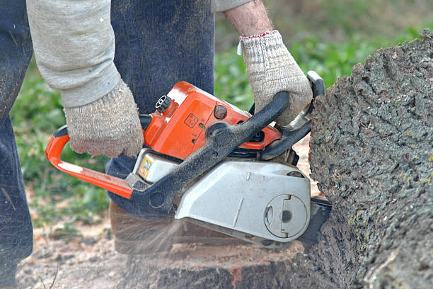 Best Tree Disease Treatment  in Capitol View, SC